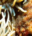 Clown Fish Eggs